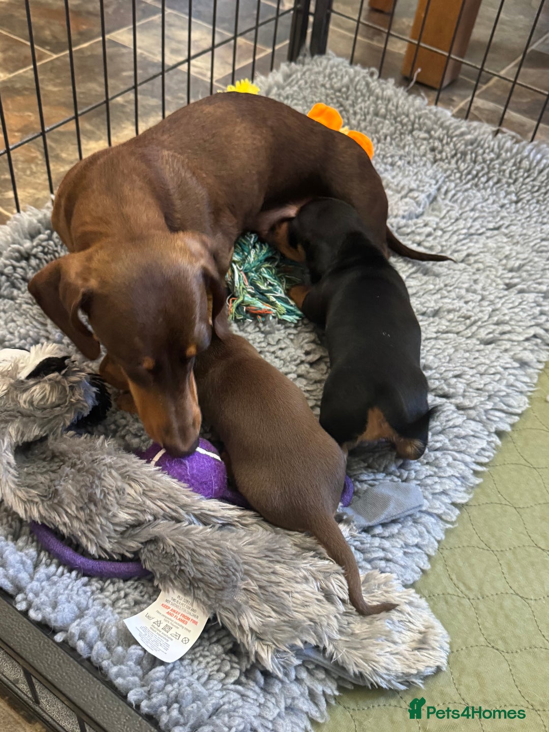 Miniature Dachshund dogs for sale: Gorgeous KC reg miniature Dachshund puppies  - Image 15