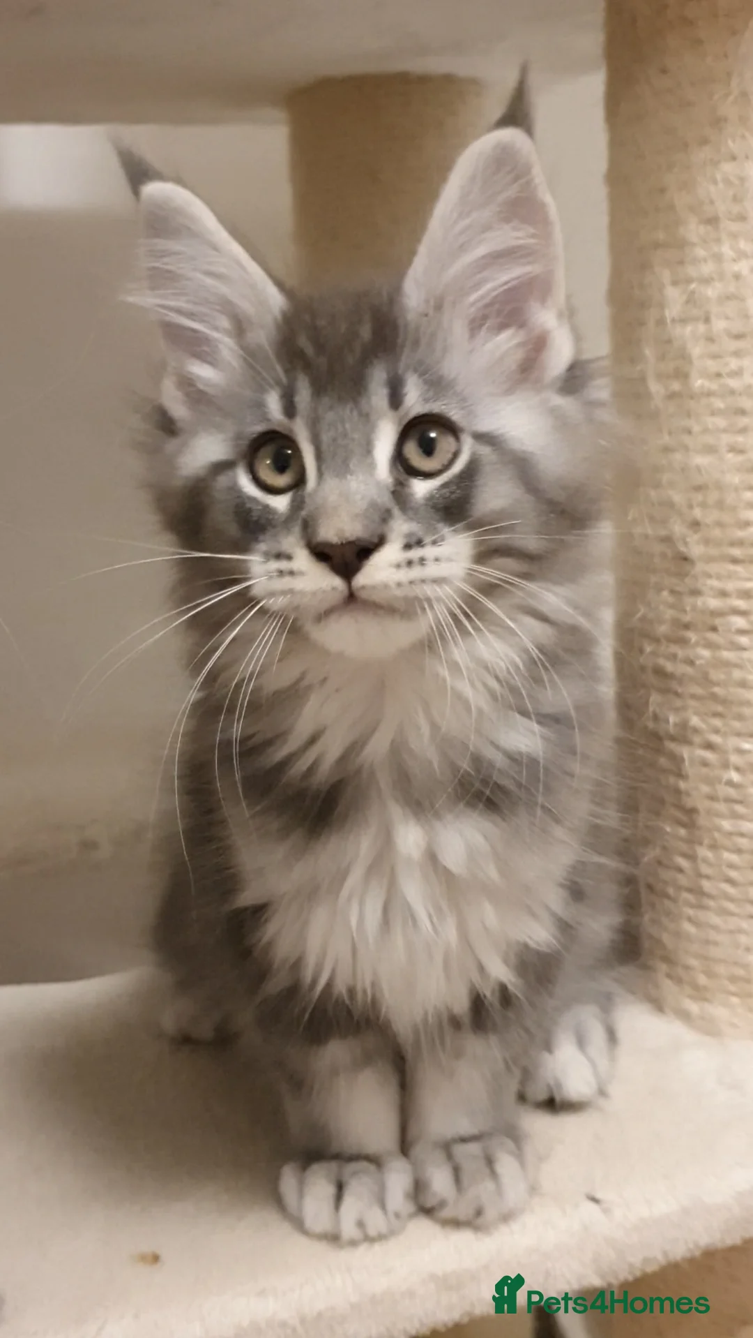 Maine Coon cats for sale: 🏅GCCF🏅 pure maine coon kittens  - Advert 37