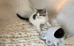 British Shorthair cats for sale: Beautiful Fluffy Kitten.  - Image 11