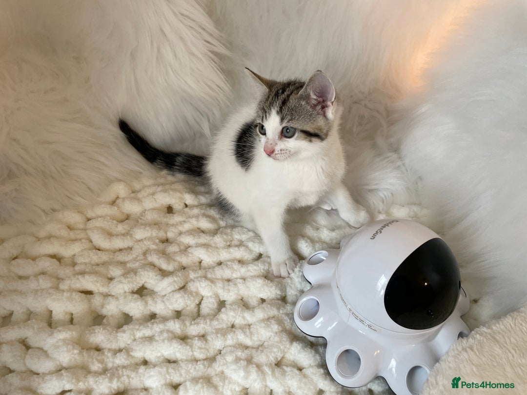 British Shorthair cats for sale: Beautiful Fluffy Kitten.  - Image 11