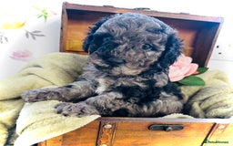 Cavapoochon dogs for sale: F1b Cavapoochon  - Image 3
