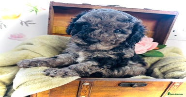 Cavapoochon dogs - Advert 6