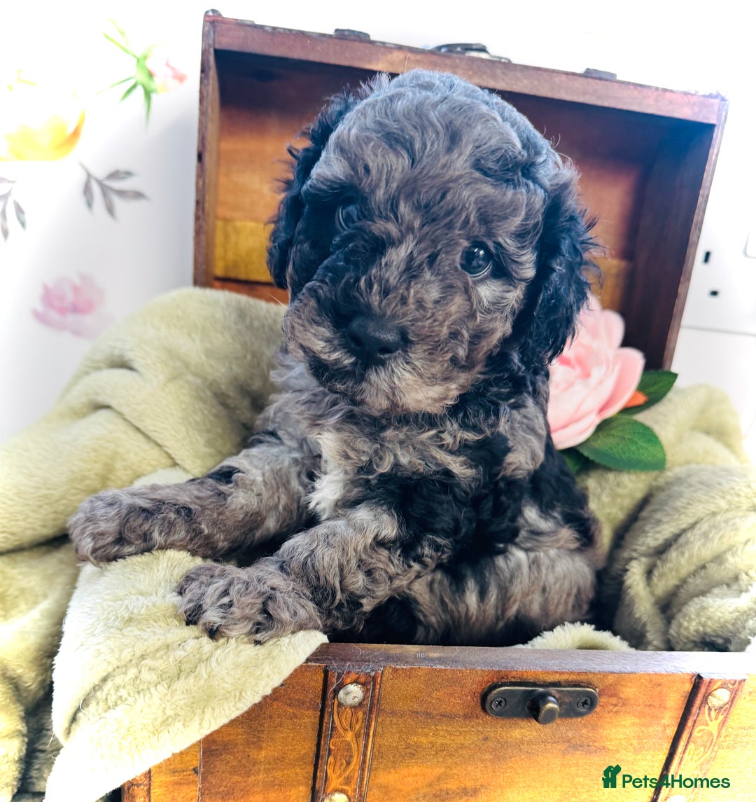 Cavapoochon dogs for sale: F1b Cavapoochon  - Image 3
