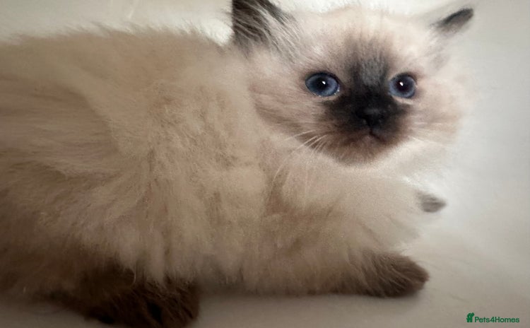 Ragdoll cats - Advert 6