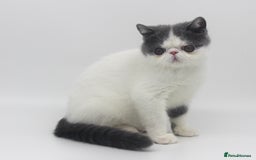 Exotic cats for sale: Outstanding quality Exotic boy & Persian girls - Image 4