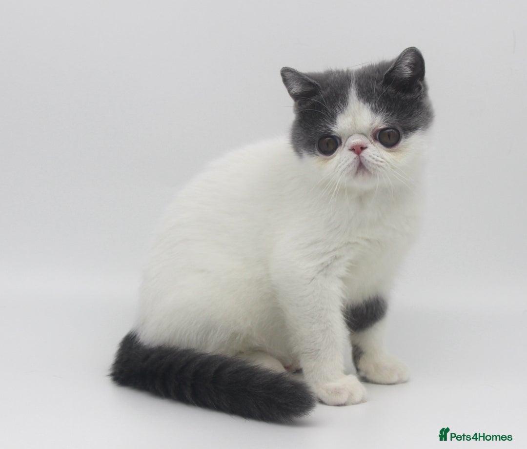 Exotic cats for sale: Outstanding quality Exotic boy & Persian girls - Image 4
