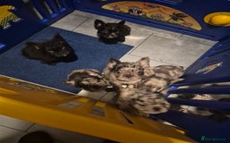 French Bulldog dogs for sale: Fluffy french bulldog puppies - Image 12