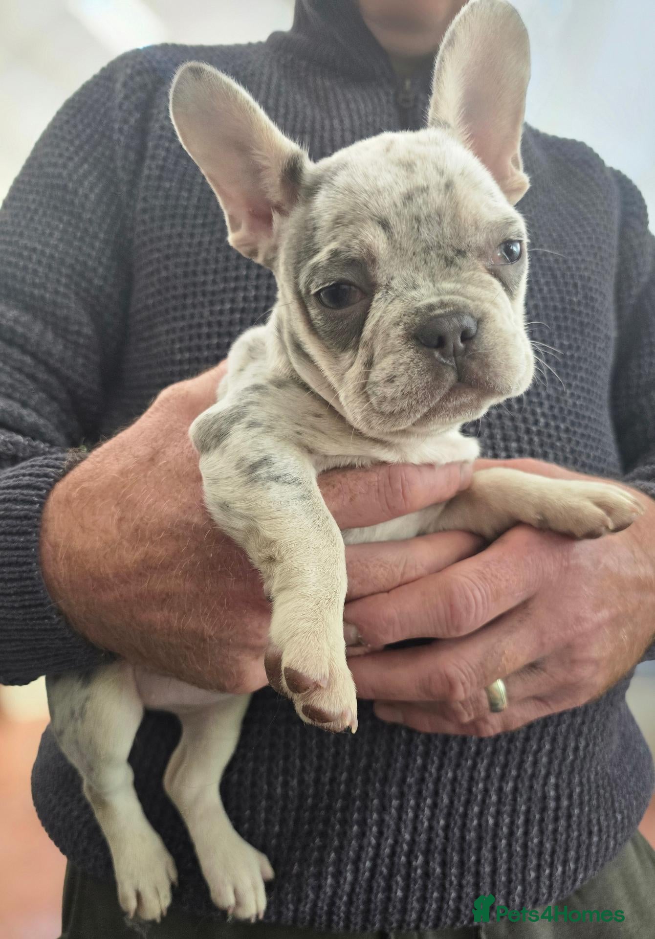 French Bulldog dogs French bulldog puppy (1 female) - Advert 14