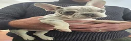 French Bulldog dogs for sale: French Fur Babies - Advert 3