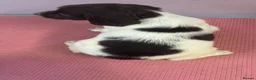 English Springer Spaniel dogs for sale: Kc springer spaniel puppies  - Advert 5