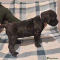 Cane Corso Puppy 5