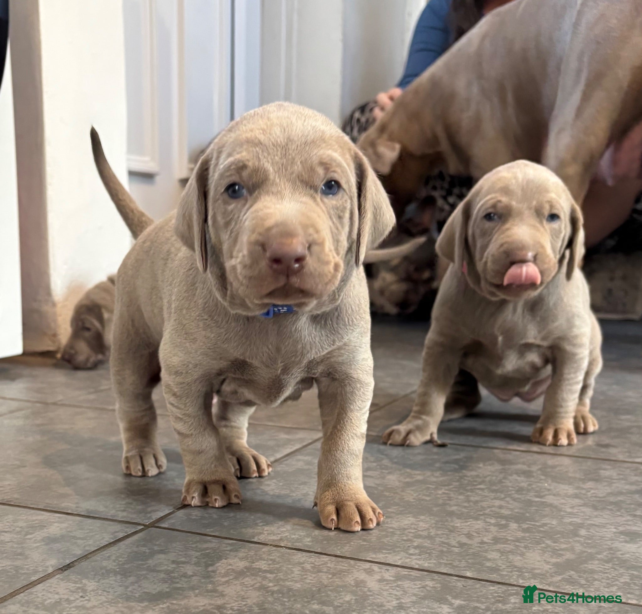 Mixed Breed dogs WEIM X DOBERMAN CHAMPION BLOODLINE PUPS - Advert 4