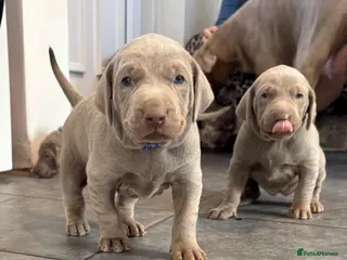 Mixed Breed dogs WEIM X DOBERMAN CHAMPION BLOODLINE PUPS - Advert 4