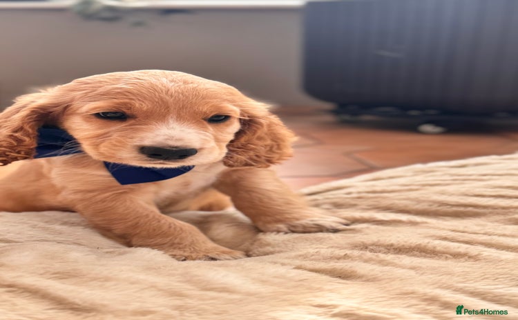 Cocker Spaniel dogs - Advert 13