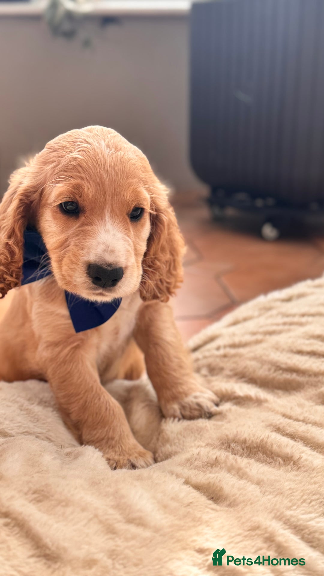 Cocker Spaniel dogs for sale: Cocker spaniel KC Registered,working type - Image 4