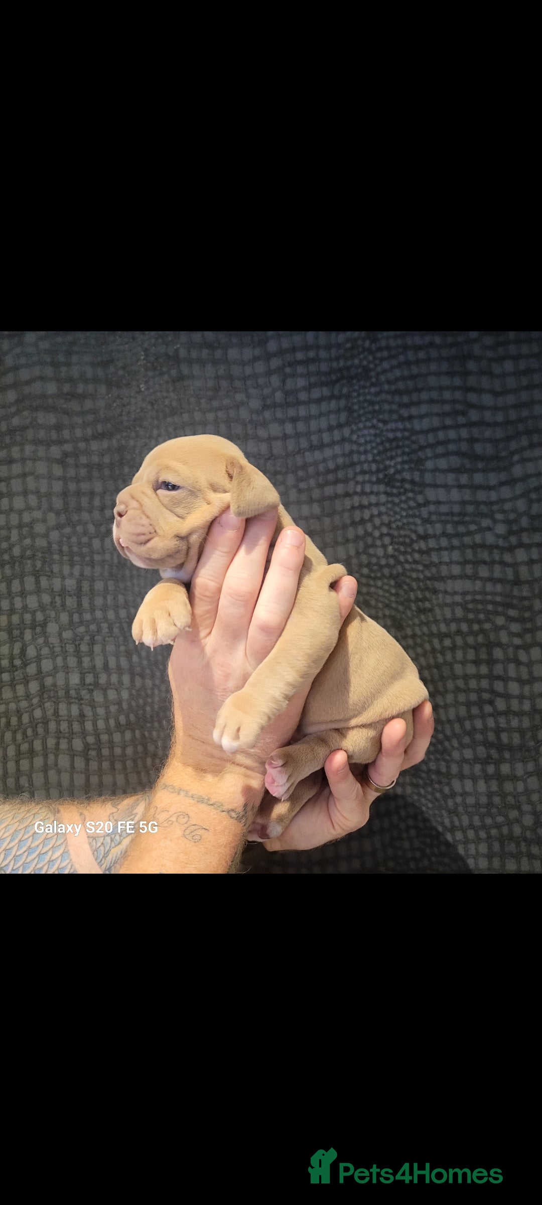 Olde English Bulldogge dogs for sale: Old English Bulldog Puppies - Image 28