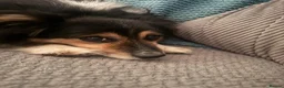 Mixed Breed dogs for adoption: ❤️GYPSY - LITTLE LADY LOOKING FOR LOVE ❤️  in Derby - Advert 3