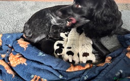 Cocker Spaniel dogs for sale: Gorgeous cocker spaniel puppies  - Image 3