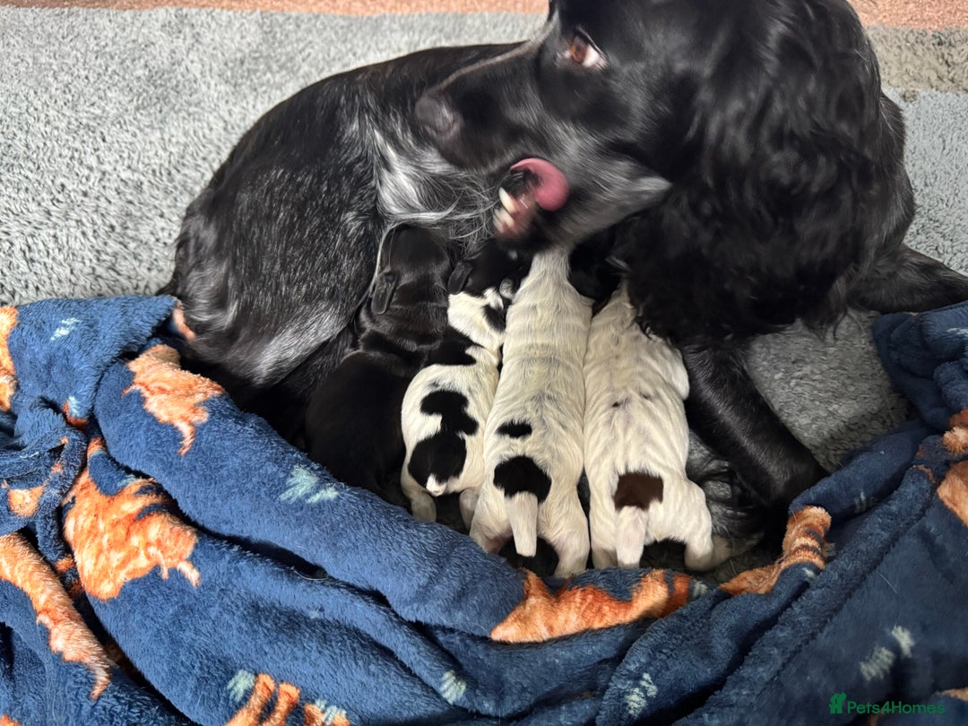 Cocker Spaniel dogs for sale: Gorgeous cocker spaniel puppies  - Image 3