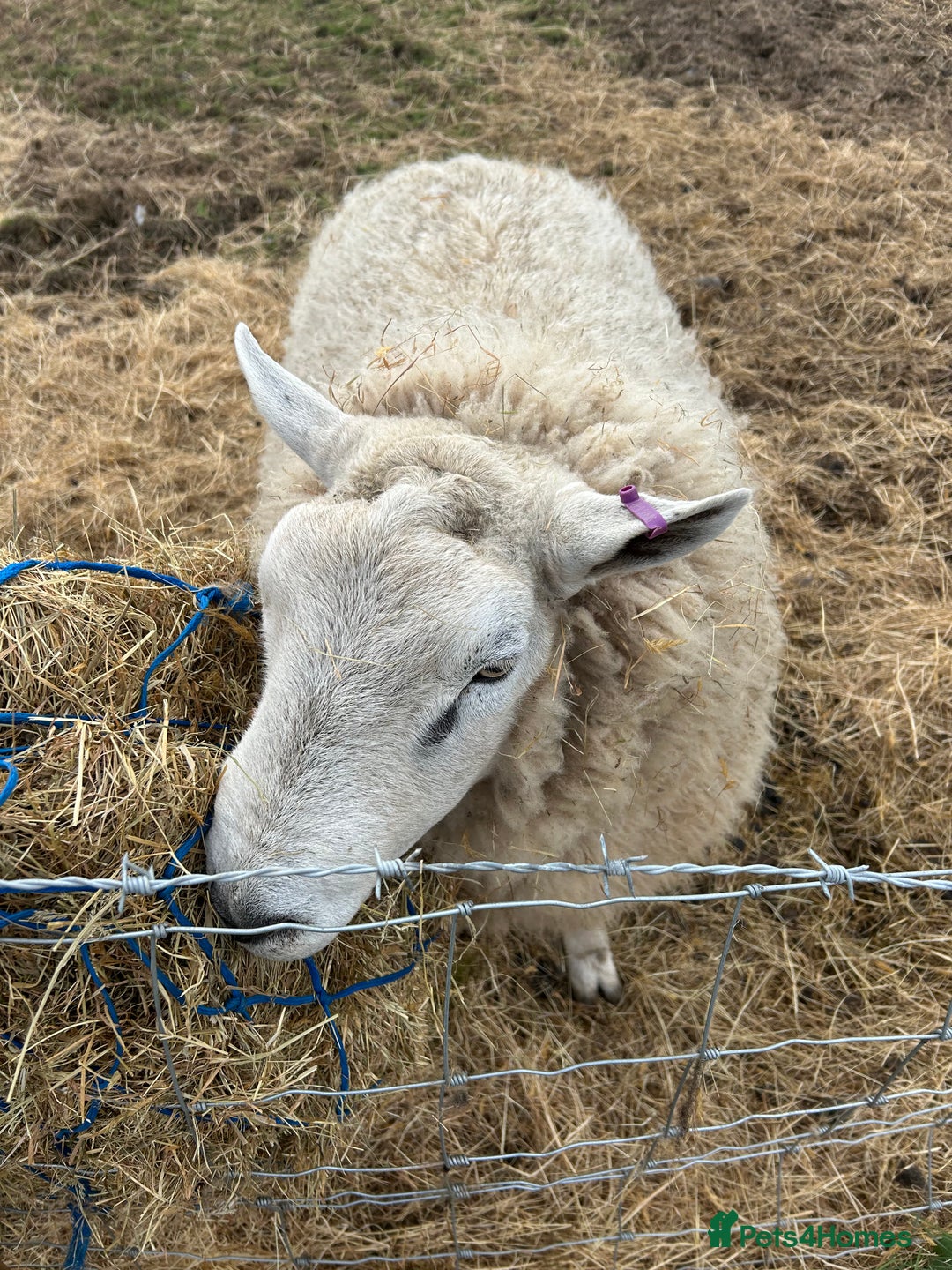 Sheep livestock for sale: Free ram, need gone ASAP - Image 2