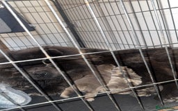 Chow Chow dogs for sale: Lilac Merle and lilac chow chow puppies for sale  - Image 4