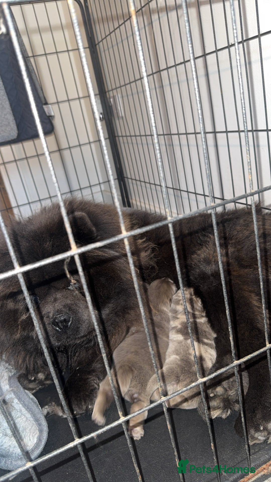 Chow Chow dogs for sale: Lilac Merle and lilac chow chow puppies for sale  - Image 4