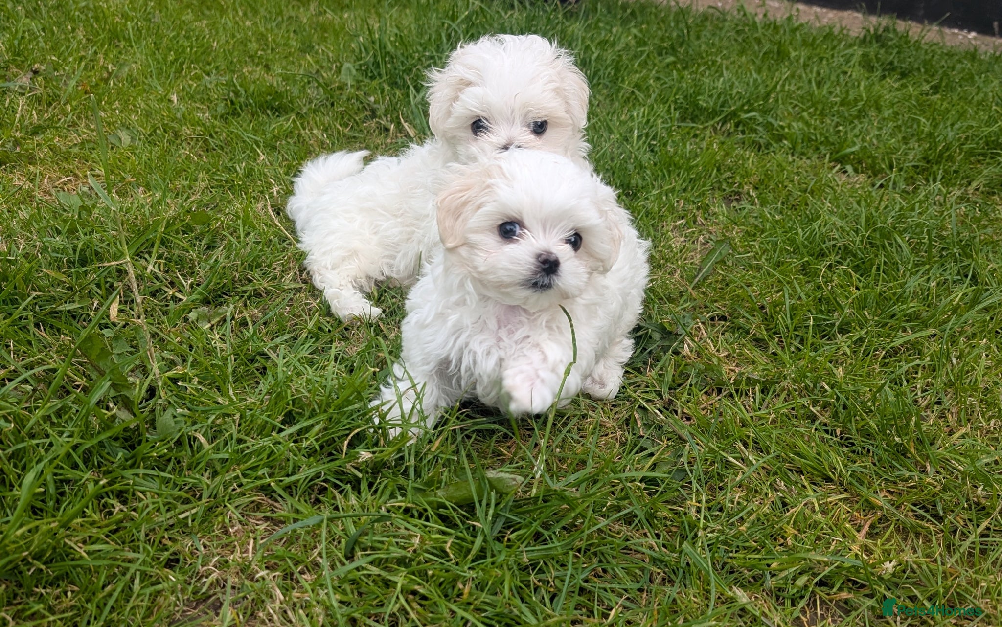 Maltese dogs TOY BOY MALTESE 💙💙 - Advert 10