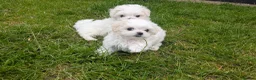 Maltese dogs for sale: TOY BOY MALTESE 💙💙 PRICE REDUCED! - Advert 1