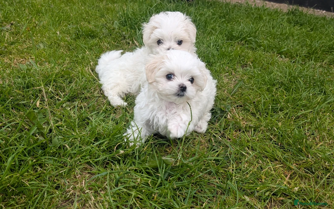 Maltese dogs for sale: TOY BOY MALTESE 💙💙 PRICE REDUCED! - Advert 1