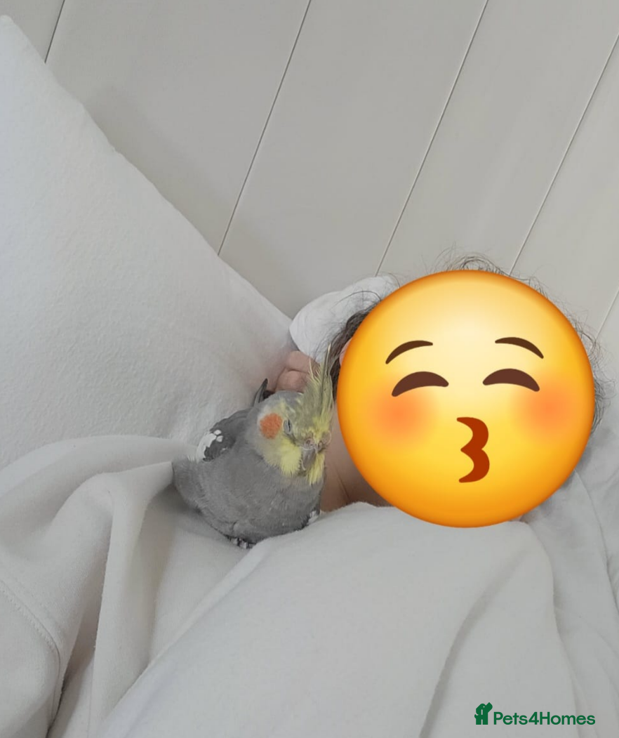 Cockatiels birds Gorgeous Bleu for Sale  - Advert 1