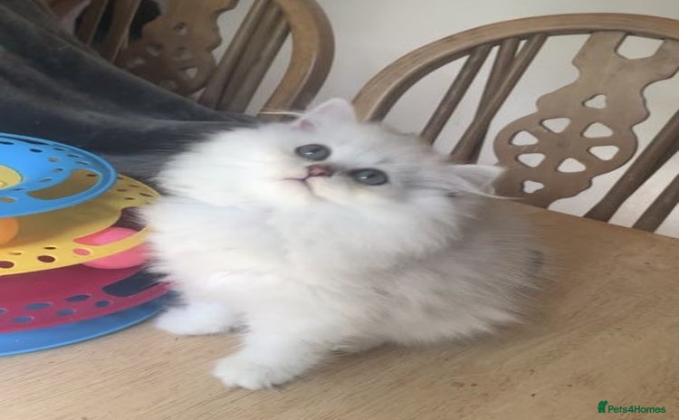 British Longhair cats in Bournemouth - Advert 2