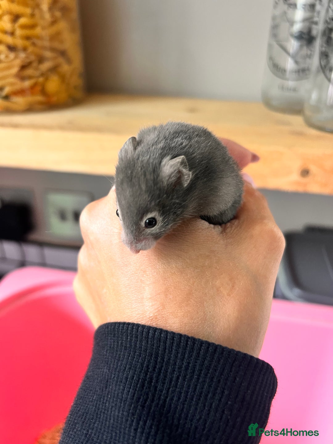 Hamster rodents for sale: Baby Syrian hamsters - Image 15