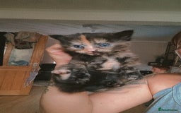 British Longhair cats for sale: Beautiful grey'tortoise'black kitten4 sale llaneli - Image 2