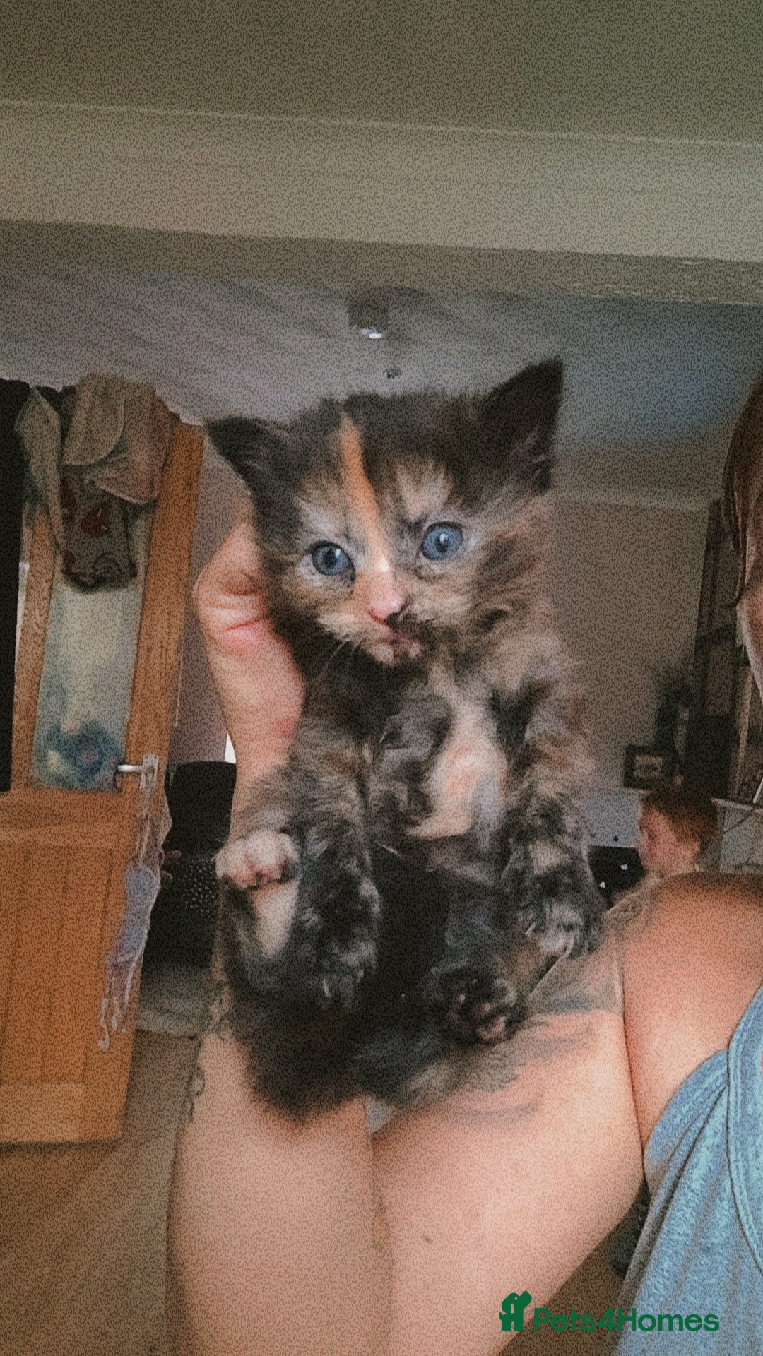 British Longhair cats for sale: Beautiful grey'tortoise'black kitten4 sale llaneli - Image 2