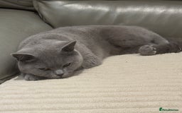 British Shorthair cats for sale: British shorthair Female  - Image 3