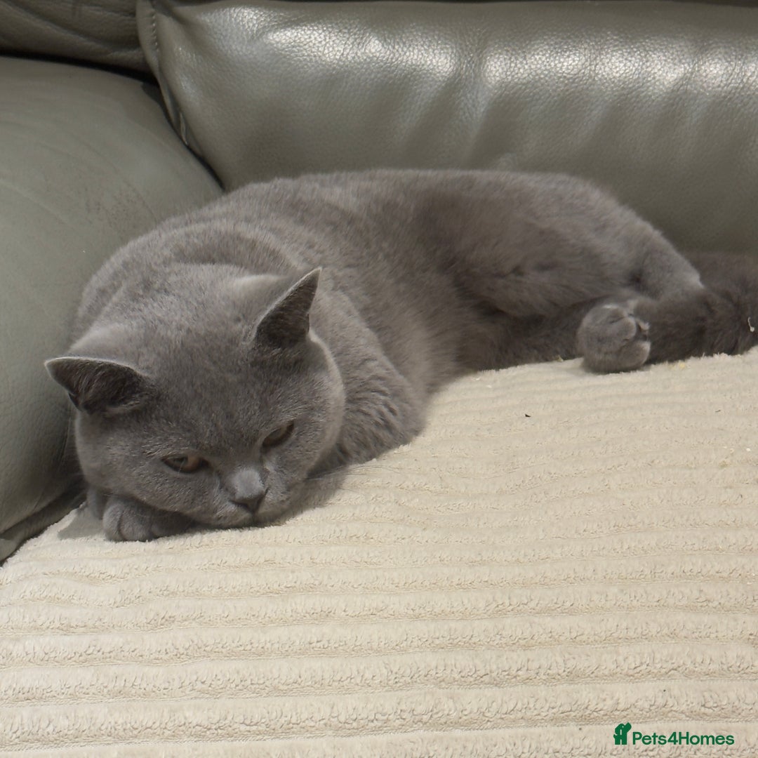 British Shorthair cats for sale: British shorthair Female  - Image 3