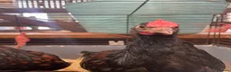 Chickens poultry for sale: Derbyshire Redcap chickens - Advert 1
