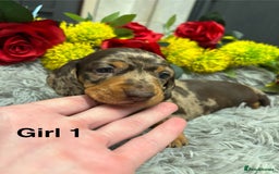 Miniature Dachshund dogs for sale: ❤️ Beautiful Dapple Miniature Dachshund babies ❤️ - Image 6