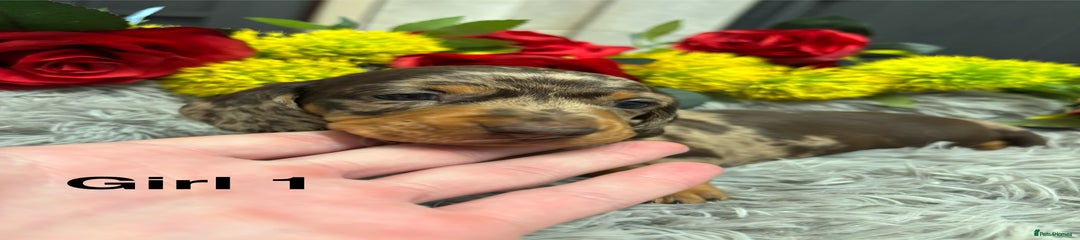 Beautiful dapple girl 1 - RESERVED