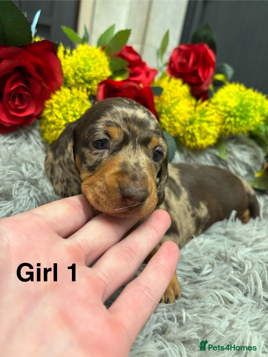Miniature Dachshund dogs for sale: ❤️ Beautiful Dapple Miniature Dachshund babies ❤️ - Image 6
