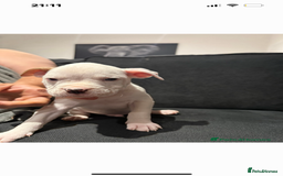 Mixed Breed dogs for sale: Dexter  - Image 5