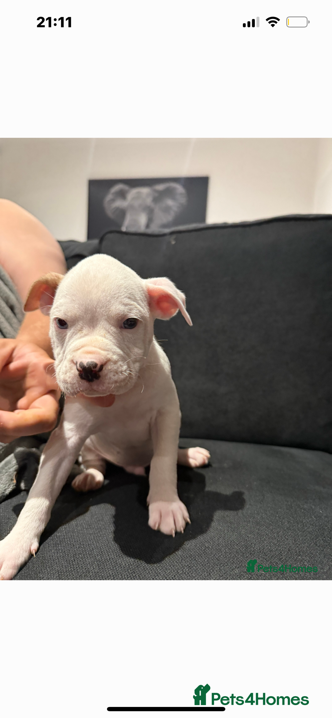 Mixed Breed dogs for sale: Dexter  - Image 5