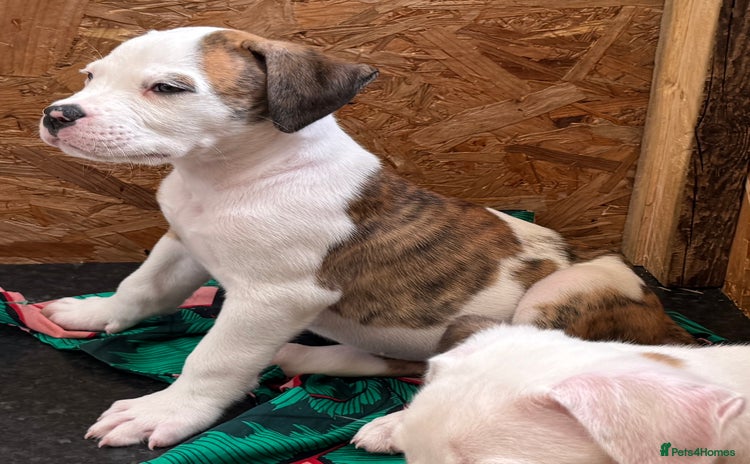 American Bulldog dogs - Advert 1