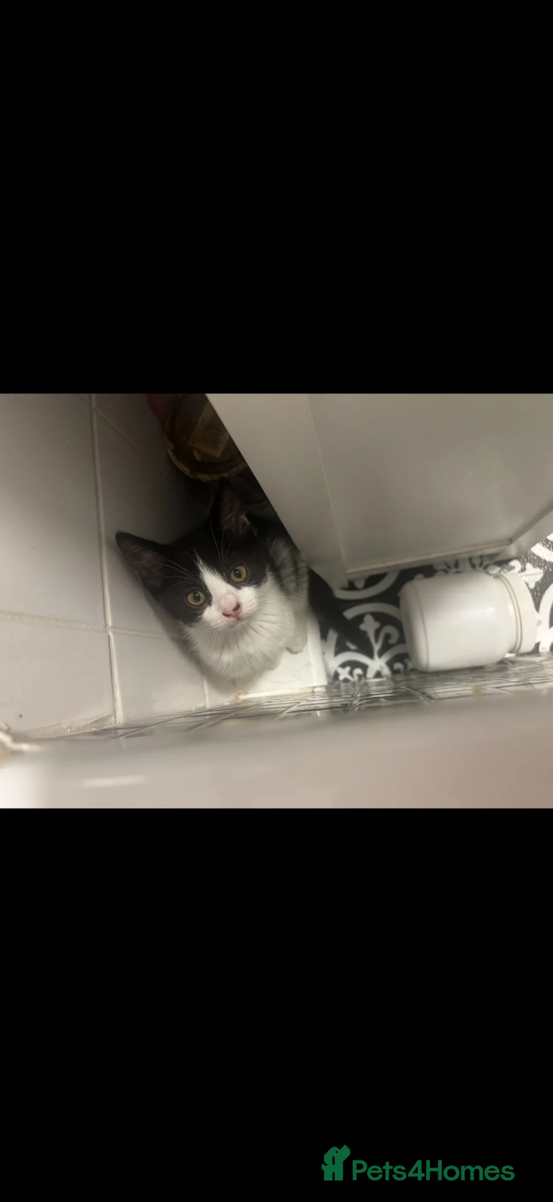Mixed Breed cats for sale: Male cat 1 year old in London - Advert 4