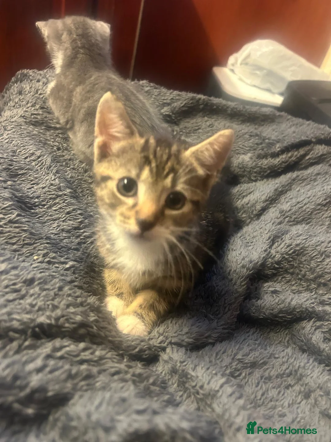 Domestic Shorthair cats for sale: 4 Gorgeous Kittens-READY NOW - Advert 2