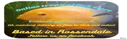 Cichlids fish for sale: Brazilian geophagus - Advert 2