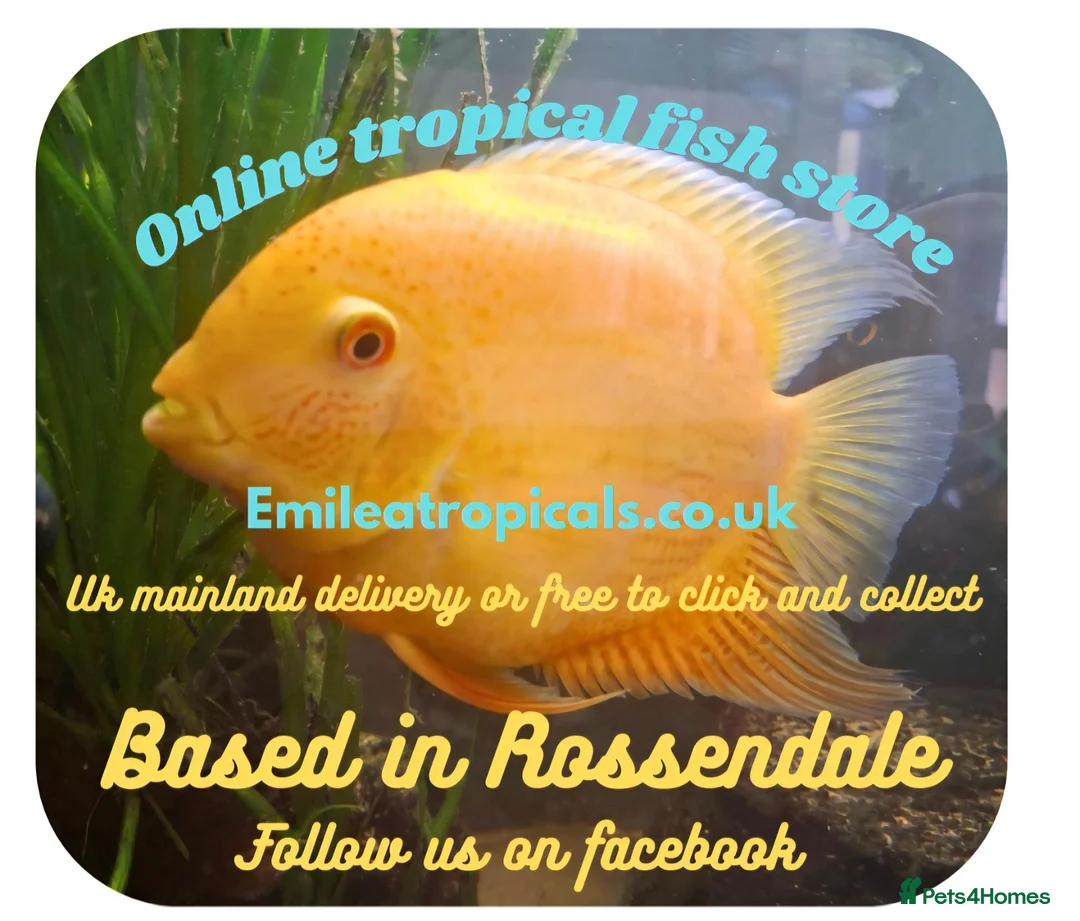 Cichlids fish for sale: Brazilian geophagus - Advert 2