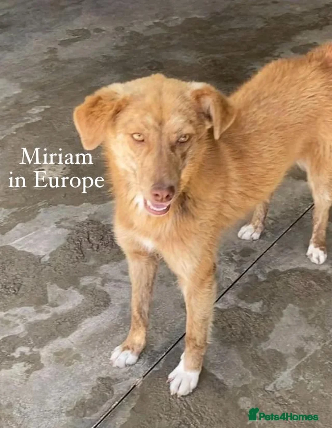 Mixed Breed dogs for adoption: Miriam, 14 months approx. Available for adoption.. - Advert 6
