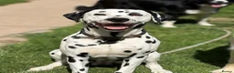 Dalmatian dogs for stud: *PROVEN* KC reg black spotted handsome William +/+ - Advert 1