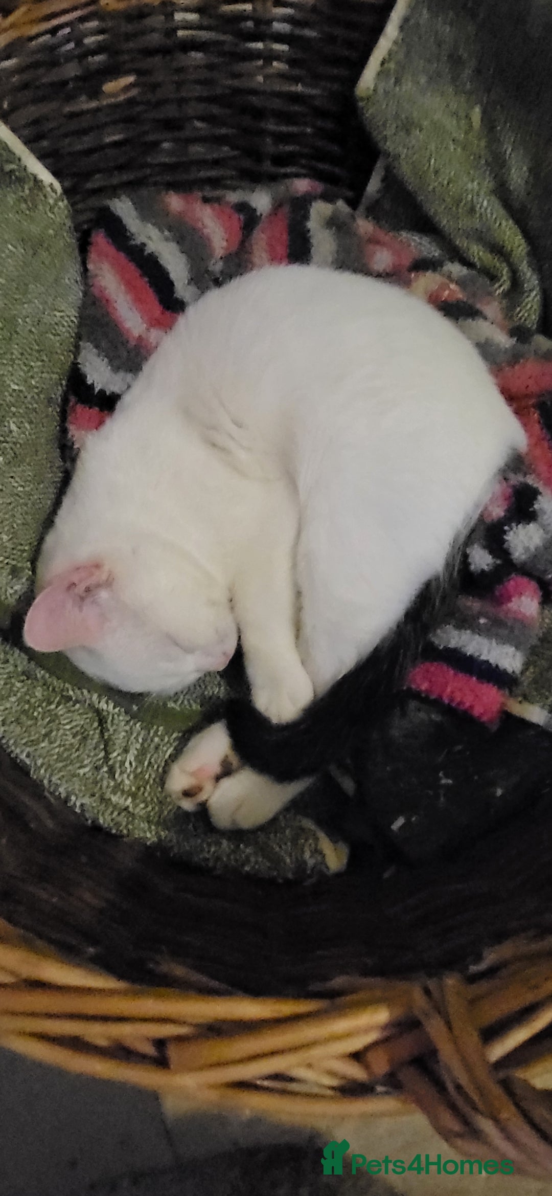 Mixed Breed cats for sale: Domestic Shorthair x Turkish Van  - Advert 6